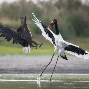 African fish eagle (Haliaeetus vocifer) pressurises a Saddle-billed stork African fish eagle (Haliaeetus vocifer) pressurises a Saddle-billed stork