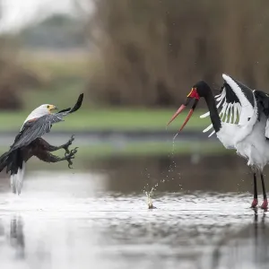 African fish eagle (Haliaeetus vocifer) pressurises a Saddle-billed stork African fish eagle (Haliaeetus vocifer) pressurises a Saddle-billed stork