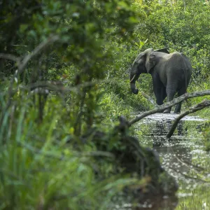 African forest elephant (Loxodonta cyclotis) in water, Lekoli River, Republic of Congo