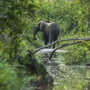 African forest elephant print in water, Lekoli River African forest elephant print in water, Lekoli River