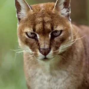 African golden cat (Profelis aurata) female, captive, occurs in West and central Africa