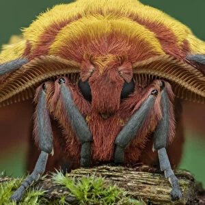 African golden emperor moth (Gonimbrasia krucki), close up of male head, Kenya