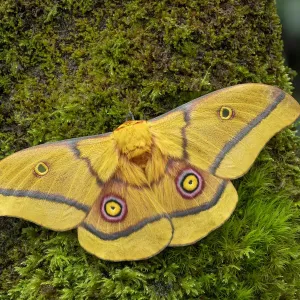 African golden emperor moth (Gonimbrasia krucki), wings open showing eyespots, Kenya African golden emperor moth (Gonimbrasia krucki), wings open showing eyespots, Kenya