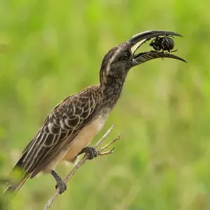 African Grey Hornbill Print: Perched on a branch feeding on a large beetle African Grey Hornbill Print: Perched on a branch feeding on a large beetle