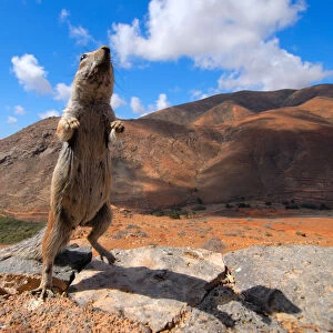 African ground squirrel (Xerus sp. ) looking inquisitive with arid mountain landscape