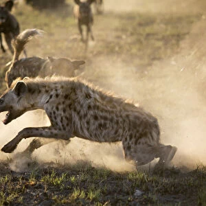 African hunting dogs (Lycaon pictus) pack mobbing a Spotted hyena (Crocuta crocuta)