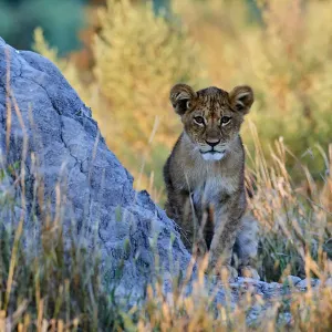 African Lion Cub Morning Print African Lion Cub Morning Print