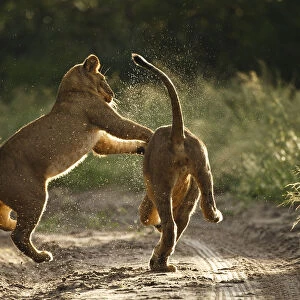 Two African lion cubs (Panthera leo) playing on a road in the Kalahari Desert, Botswana