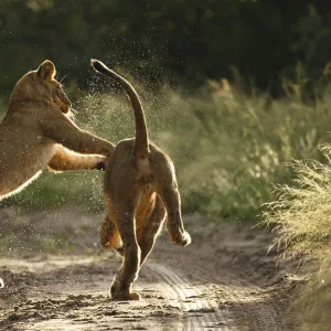 Two African lion cubs (Panthera leo) playing on a road in the Kalahari Desert, Botswana