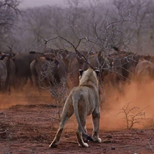 African lion, (Panthera leo) confronted by a herd of African buffalo / Cape buffalo