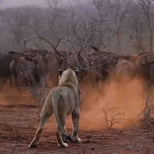 African lion, (Panthera leo) confronted by a herd of African buffalo / Cape buffalo African lion, (Panthera leo) confronted by a herd of African buffalo / Cape buffalo