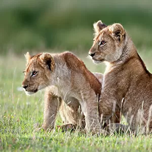African Lion (Panthera leo) cubs at 4 months. Big Marsh, near Ndutu, Nogorongoro Conservation Area / Serengeti National Park, Tanzania