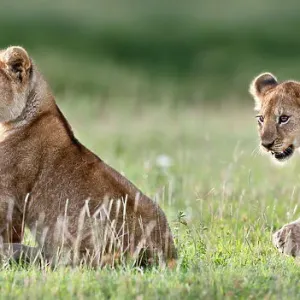 African Lion Cubs at 4 Months Print African Lion Cubs at 4 Months Print