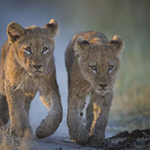 Two African lion (Panthera leo) cubs walking on a path. Okavango Delta, Botswana