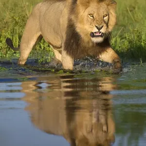 African Lion Growling in Okavango Delta Water Print African Lion Growling in Okavango Delta Water Print