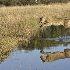 African lion (Panthera leo) lioness leaping over water, reflection in water, Okavango Delta