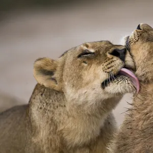 African lion (Panthera leo) lioness licking cub, Sabi Sand Game Reserve, South Africa