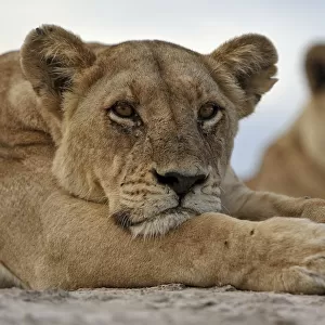 African lion (Panthera leo) lioness resting, portrait, Okavango Delta, Botswana, January