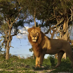 African lion (Panthera leo) male in habitat, Okavango Delta, Botswana, January