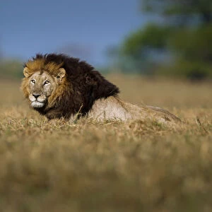 African lion (Panthera leo) male lying in the middle of the Busanga Plains, Kafue National Park