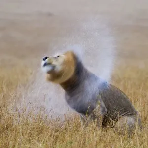 African Lion Print: Male Shaking Water Off Mane African Lion Print: Male Shaking Water Off Mane