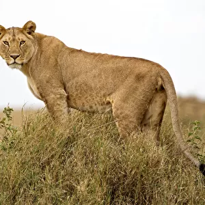African lion (Panthera leo) pausing to look towards photographer before heading out to hunt