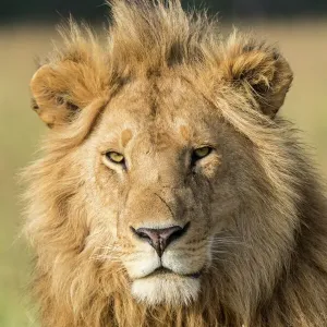African Lion