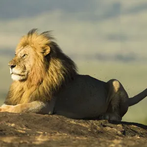 African Lion Print, Masai Mara Game Reserve African Lion Print, Masai Mara Game Reserve