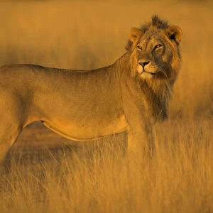 African Lion (Panthera leo) Samburu NP, Kenya