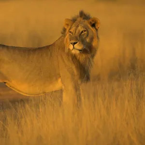 African Lion (Panthera leo) Samburu NP, Kenya