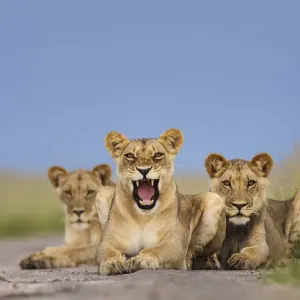 African Lion Print: Central Kalahari Subadults Resting African Lion Print: Central Kalahari Subadults Resting