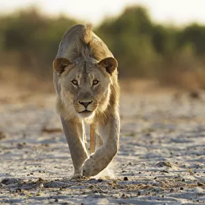 African lion (Panthera leo) young male stalking towards camera, Etosha National Park