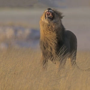 African lion (Panthero leo) male giving flehmen grimace, Tanzania, East Africa