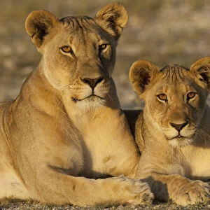 African lioness (Panthera leo) and cub, Etosha National Park, Namibia. January