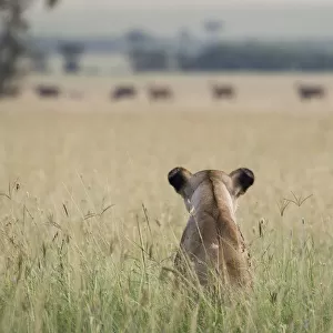African lioness (Panthera leo) sitting patiently in the long grass, watching herd of Common eland