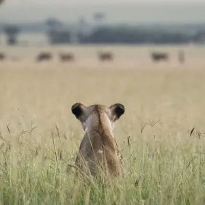 African Lioness Print: Patient Lioness in Long Grass, Watching Common Eland African Lioness Print: Patient Lioness in Long Grass, Watching Common Eland