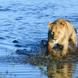 African Lioness Print: Duba Plains Concession, Okavango Delta African Lioness Print: Duba Plains Concession, Okavango Delta
