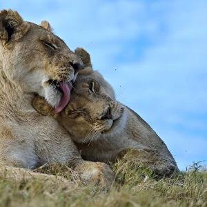 African lions (Panthera leo) one lioness licking another, Okavango Delta, Botswana