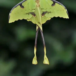 African moon moth (Argema mimosae) Western Serengeti, Tanzania Africa