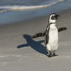 African Penguin Print: Simons Town Colony Return African Penguin Print: Simons Town Colony Return