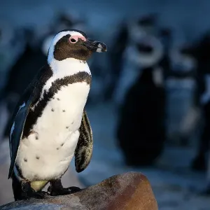 African Penguin Print: Dusk Rock Scene African Penguin Print: Dusk Rock Scene