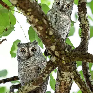 Two African scops owls (Otus senegalensis) perched in tree, Katavi National Park, Tanzania Two African scops owls (Otus senegalensis) perched in tree, Katavi National Park, Tanzania