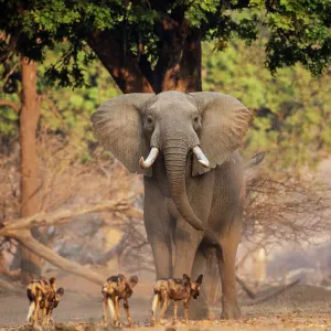 African Wild Dog (Lycaon pictus) pack passing infront of large African elephant (Loxodonta africana) Mana Pools National Park, Zimbabwe October 2012