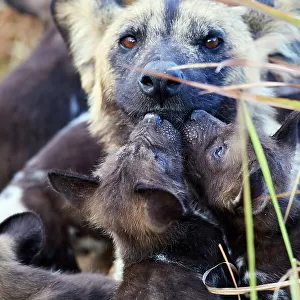 African wild dog (Lycaon pictus) alpha female, interacting with two of her pups, aged 4 weeks, Okavango Delta, Northern Botswana, Africa