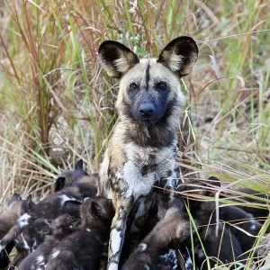 African wild dog alpha female suckling 12 pups print African wild dog alpha female suckling 12 pups print