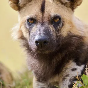 African wild dog (Lycaon pictus) head portrait, Okavango Delta, Northern Botswana, Africa