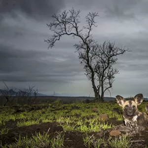 African Wild dogs or Cape hunting dogs (Lycaon pictus) at close range taken from ground level