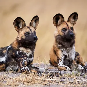 African Wild Dog Print, Okavango Delta African Wild Dog Print, Okavango Delta