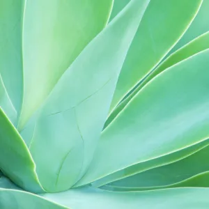 Agave (Agave sp. ) leaf close-up detail. Maui, Hawaii, February