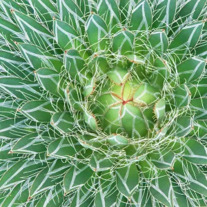 Agave cactus close up abstract (Agave sp) Botanical Garden, San Miguel de Allende, Mexico